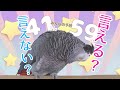 「ずぅちゃんは11歳です」と言えるのか?!喋る鳥ずぅ夏の挑戦🍉