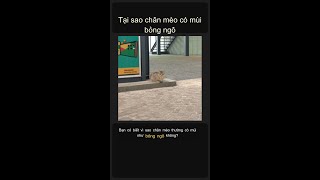 Tại sao chân mèo có mùi bỏng ngô? 🍿🐾 #Shorts
