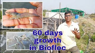 Prawn Farming in Homemade Biofloc | 60 days Update  | batch 3 - part 3 | Shrimp Vannamei