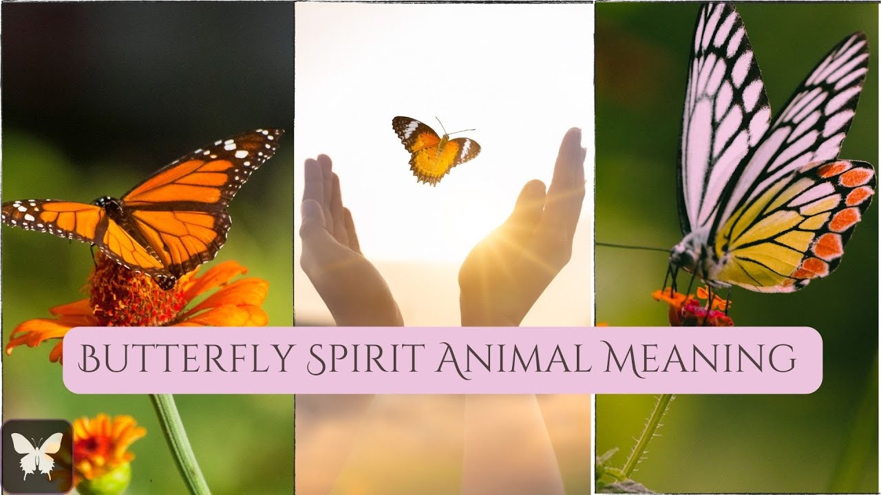 Butterfly Symbol & Spirit Animal Meaning