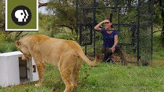 Are lions the most intelligent cat?