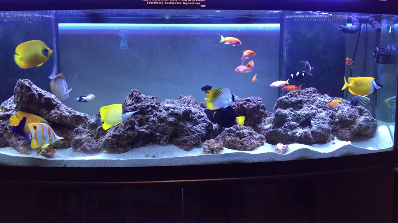 West cent zonlicht My 155 Gallon Fish Only With Live Rock (FOWLR) Saltwater Aquarium - YouTube