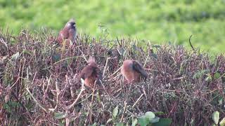 Specked Mousebirds