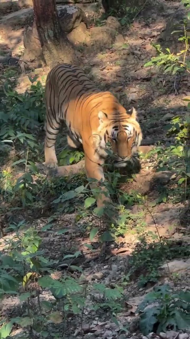 Jungle में मौत के इतना करीब? एक रोंगटे खड़े कर देने वाला अनुभव #SafariExperience