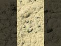 2282026 #snail #buhaybukid #bukid #buhayprobinsya #highlights #youtubeshorts #shorts #shortvideo