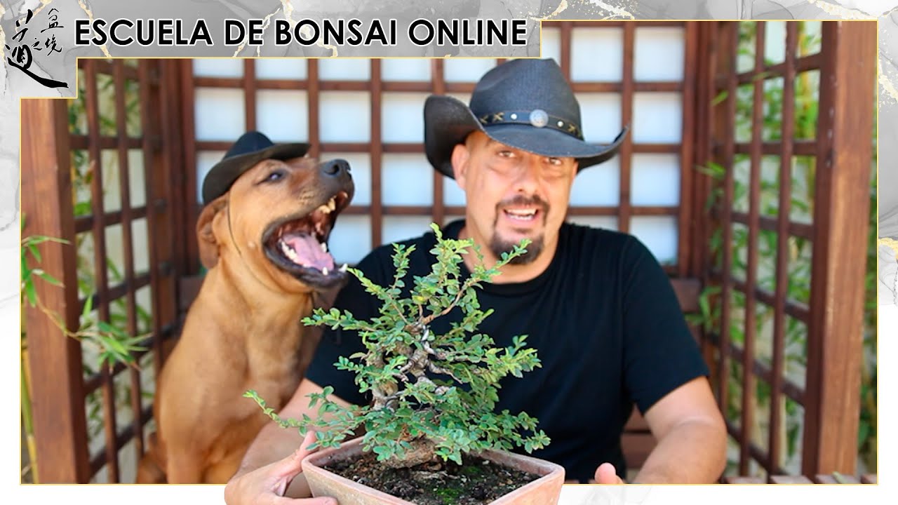 Gran futuro para el olmo de Oyakata 2025