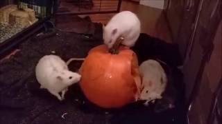 Pumpkin for the rats! | RattieMischief