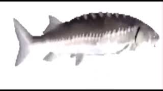 Thumbnail of music video - Fish Spinning to Funky Town (Extended)