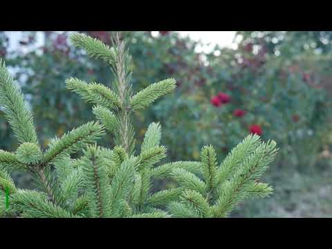 Fast Growing Tall Evergreen Trees - Evergreens For Landscaping