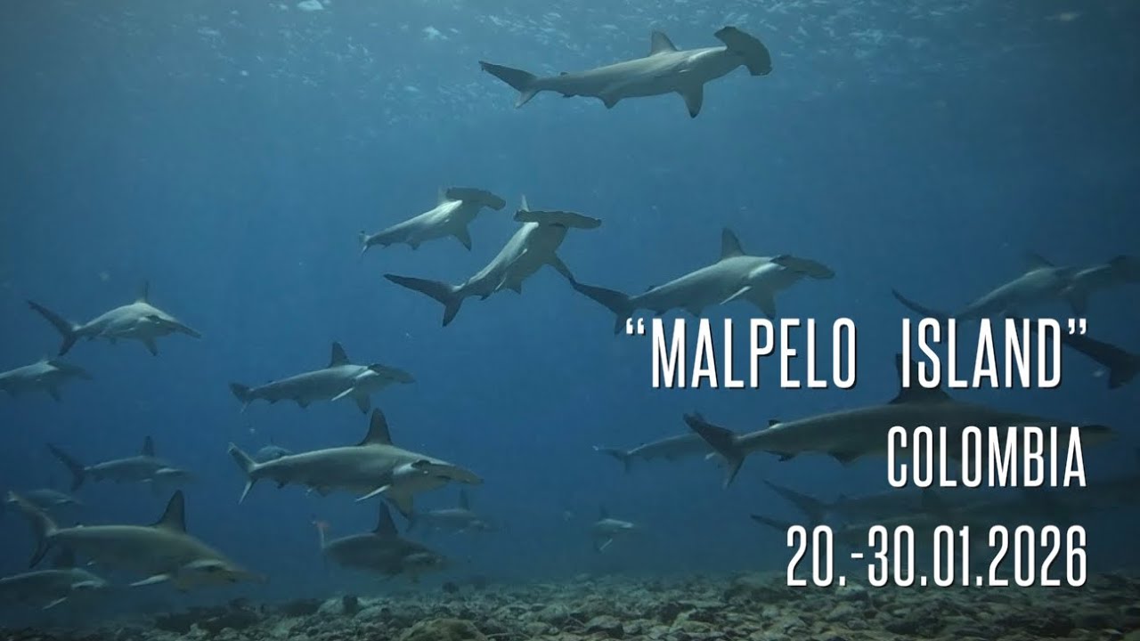 “Malpelo Island” Colombia  20.-30.01.2026