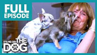 Victoria Faces a Chihuahua Duos Licking Obsession! | Season 2 Episode 3 | Its Me Or The Dog (2021)