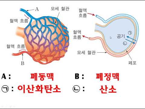 Respiratory system (diffusion by pressure difference)