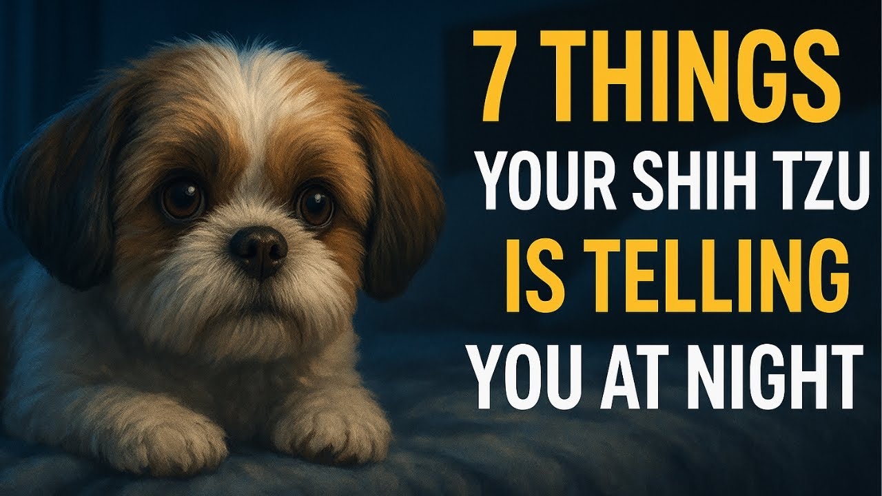 7 Things Shih Tzus Want to Tell You When They Sleep Right Next to You