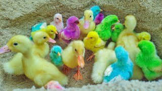 Menyelamatkan Anak Ayam Warna Warni Di Kubangan, Anak Bebek Lucu, Ayam Rainbow, Kelinci, Marmut #125