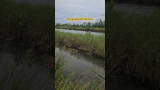 Duri ikan Ini Tajam
