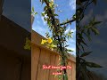 #nature #flowers #bloom #love #trending #vibes #viral #shortvideo #video #momlife #fun #tamil #music