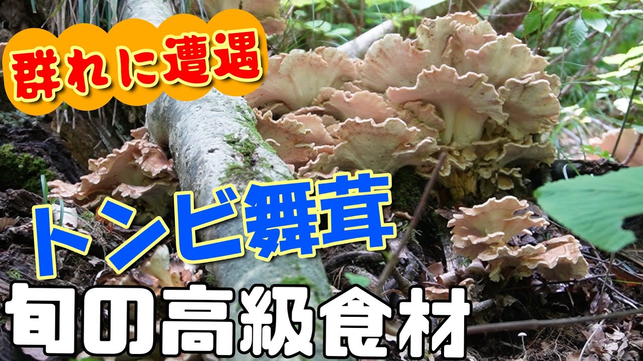 夏の森で驚きの収穫！教えたくないけどトンビ舞茸採りの極意教えます！