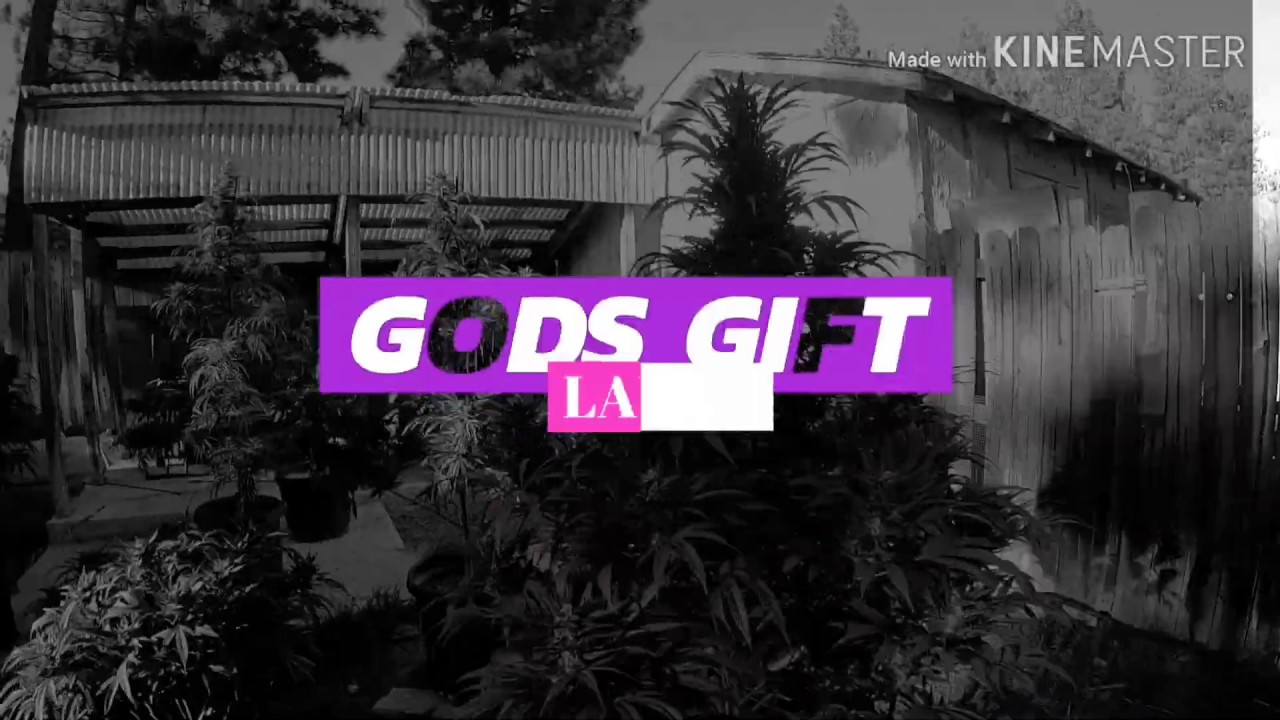 Gods Gift Hermaphrodite update! Big Wreck- Ladylike