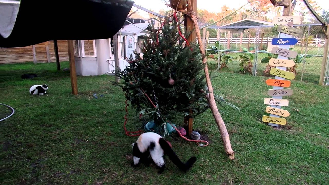 horseshoe bend Lemur Christmas FUN!!