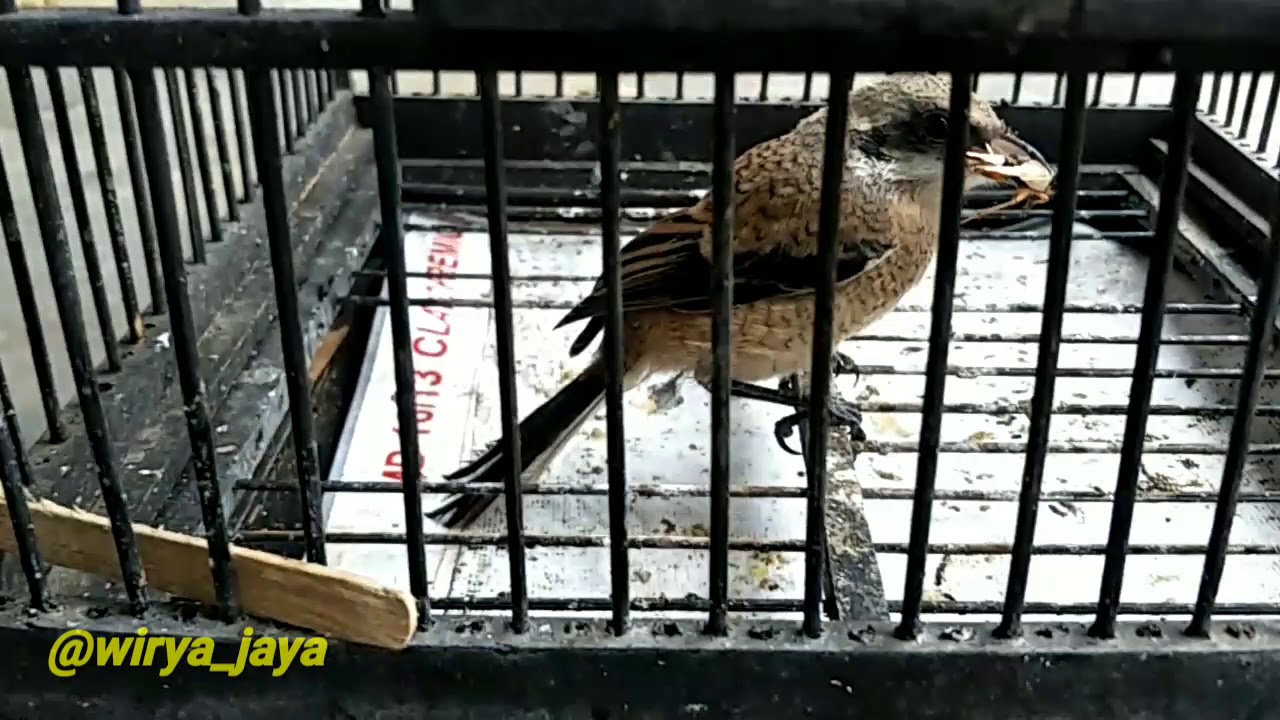 Anakan Cendet jantan lokal pagerwojo ciri" anakan cendet jantan 