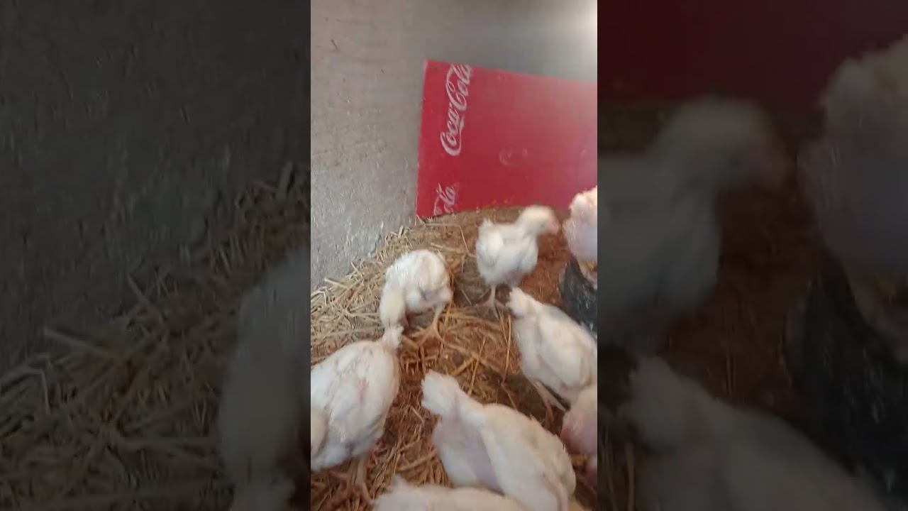 اليوم ٢٢ من #دوره_الفراخ _البيضه #دوره_رمضان #بنت_الريف