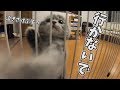 出かけないでと鳴く子猫がかわいすぎた… スコティッシュフォールドのつむ