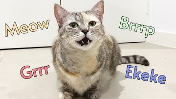 7 Different Cat Sounds and What They Mean!
