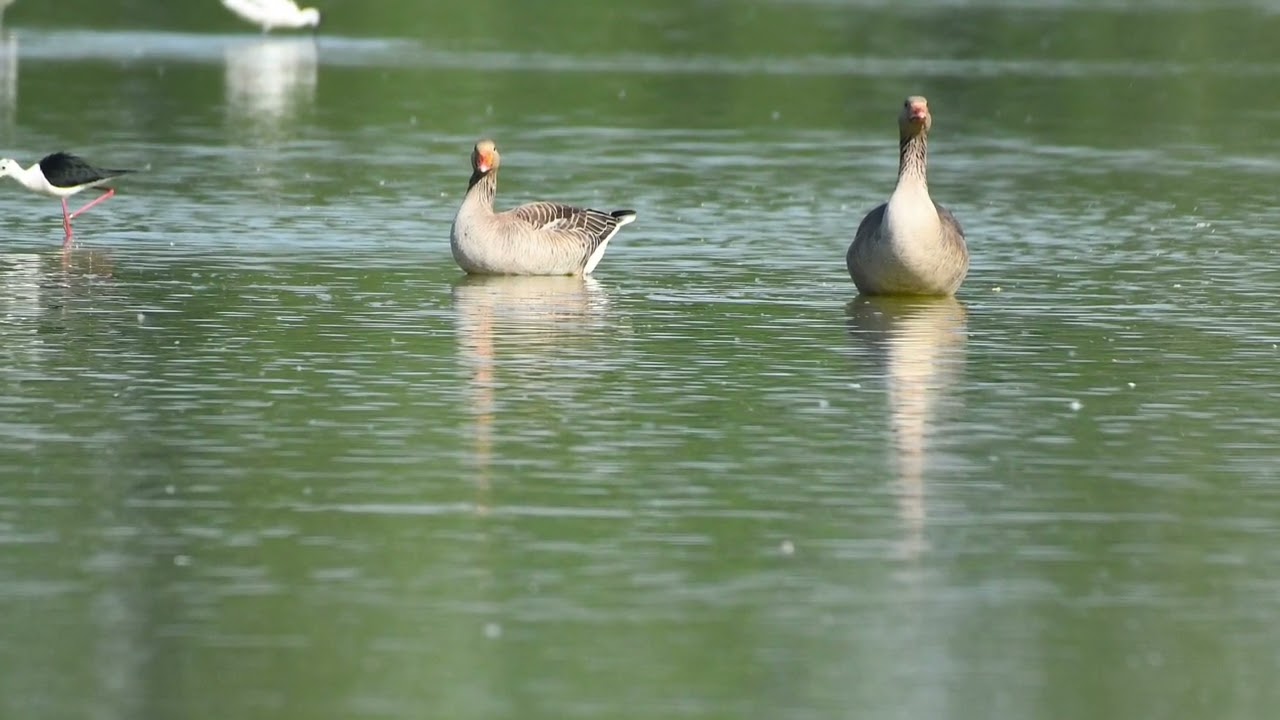 oca selvatica con canto