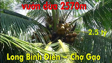 ➀➂➃➇ vườn dừa tơ 2570m tại xã Long Bình Điền Chợ Gạo TG cách Mỹ Tho chỉ 8km  2,5 tỷ