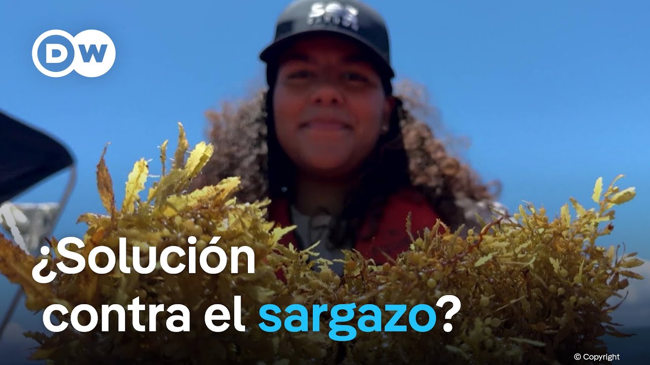 Gobierno dominicano financiará investigaciones sobre sargazo