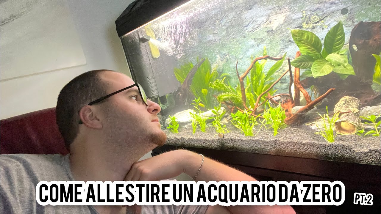 Come allestire un ACQUARIO da zero in meno di 2 ore - YouTube