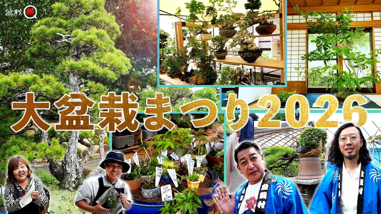 大盆栽まつり2026。今年も盛り上がってます【盆栽Q】