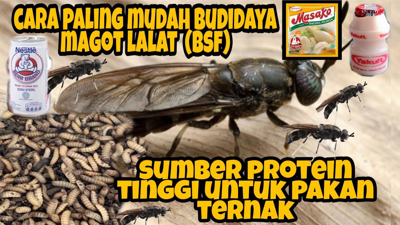 CARA PALING MUDAH BUDIDAYA MAGGOT LALAT BSF DENGAN BAHAN YANG EKONOMIS