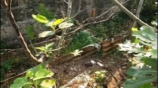 feng chan huang figs