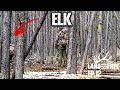 We found the ELK in Wyoming! | LOF3 Ep. 12