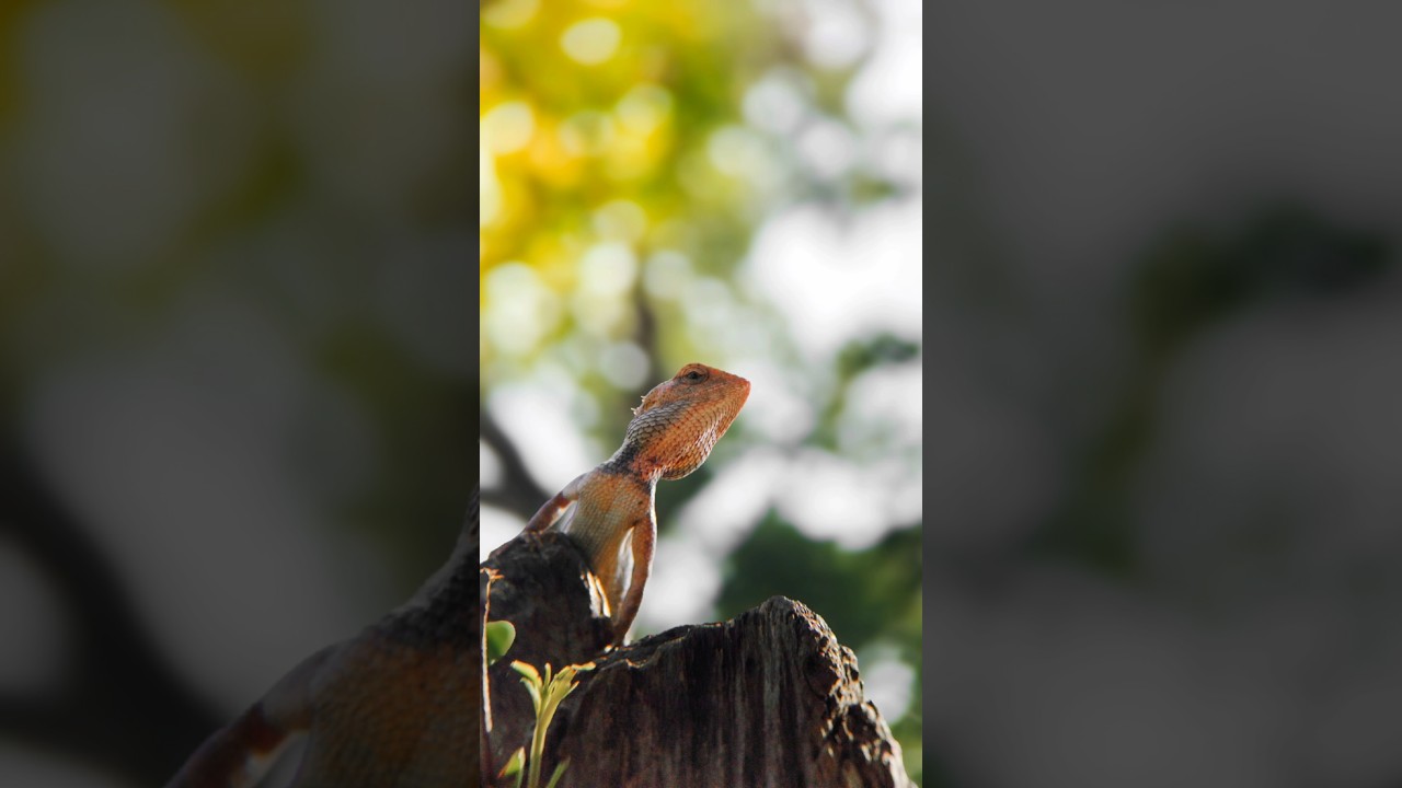 wildlife photography with adcome 8x telephoto zoom lens || adcome telephoto zoom lens photography