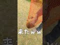 【料理人歴50年】鯉を釣って次回食う #Shorts