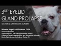 Lecture 26 3rd eyelid gland prolapse