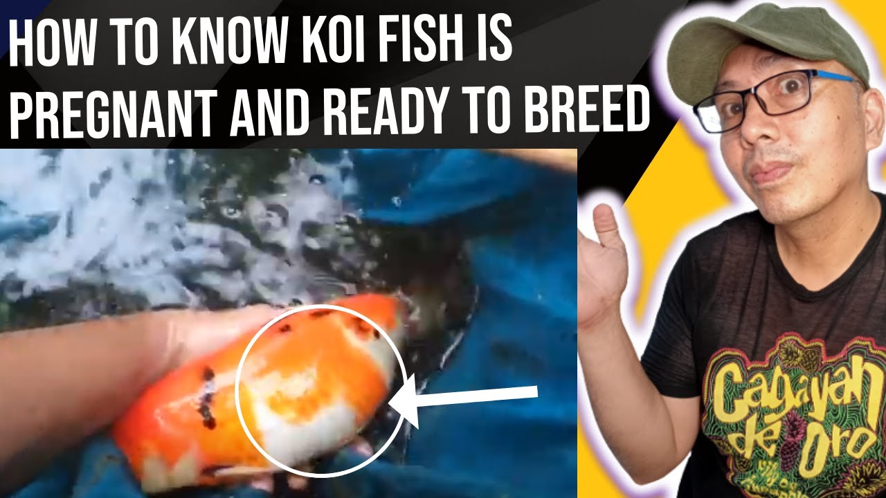 How To Know Koi Fish Is Pregnant And Ready To Breed