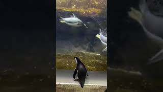 Paula the African Penguin Visits Her Cold Weather Cousins at Newport Aquarium