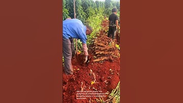 Harvesting Cassava: A Traditional Farming Method in Action