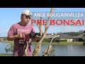 Large bougainvillea  how to pre bonsai part 1