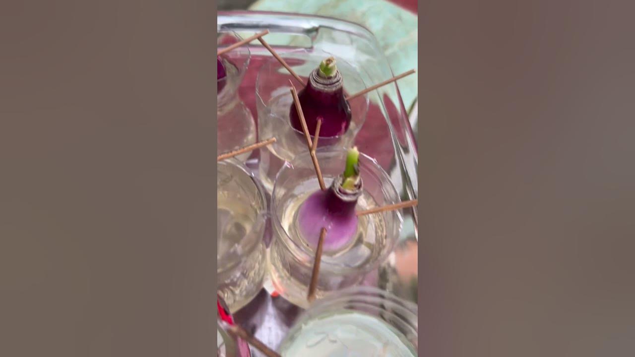 How To Grow Onions In Water Using Recycled Water Bottle? YouTube