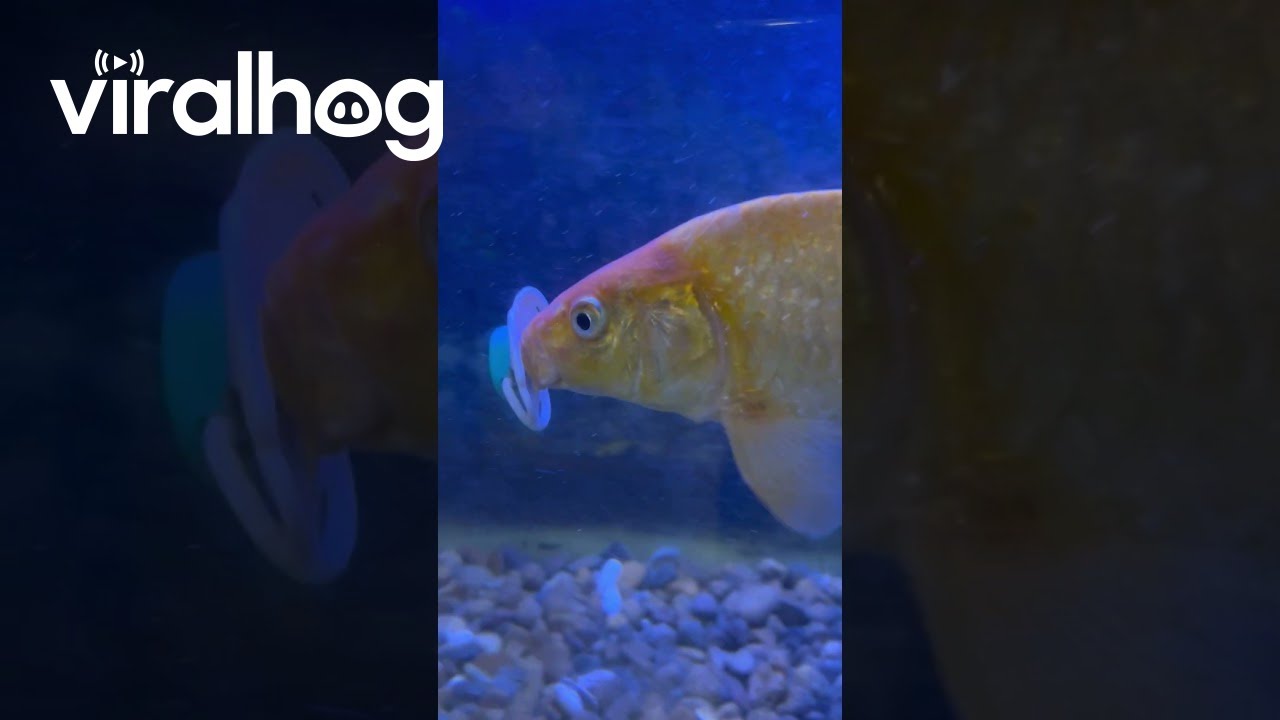 Fish Seen Sucking Pacifier || ViralHog - YouTube