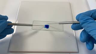 Staining and observing Mucor hiemalis