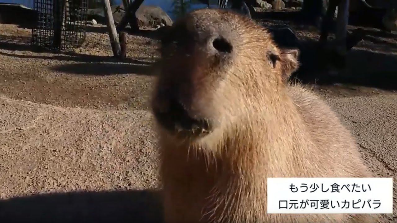 もうちょっとちょうだい 顔が上手なカピバラ Youtube