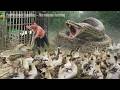 72 terrifying hours as giant python invades duck farm - brave girl rescues them.
