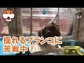 ハムスターいちごの遊び道具の木製ブランコ　おもしろ動画