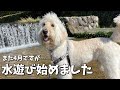 愛犬の強い要望で4月ですが川遊び始まりました。in豊岡市出石町