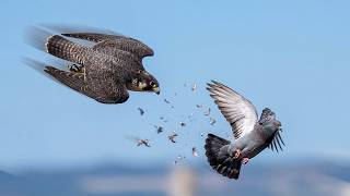 Peregrine Falcon Un Día Al Borde Del Abismo, Cazando A 300 Kmh Para Alimentar A Sus Crías